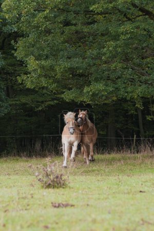 Téléchargez les photos : Un plan vertical de chevaux Haflinger sur le terrain. - en image libre de droit
