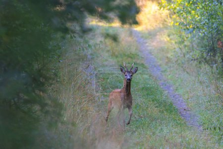 Foto de Un ciervo majestuoso caminando en un campo siempreverde en un bosque durante el día - Imagen libre de derechos