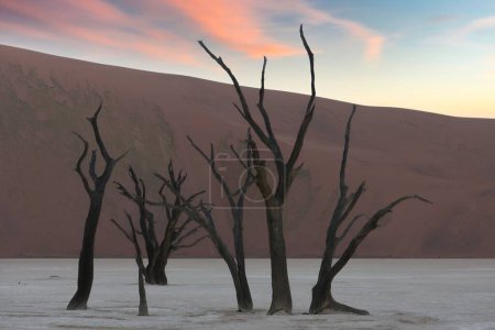 Foto de Namibia, el desierto de Namib, acacias muertas en el Valle Muerto, las dunas rojas en el fondo - Imagen libre de derechos