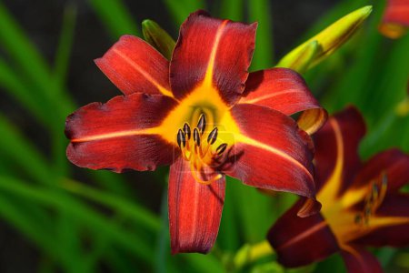 Photo for A close-up shot of a daylilies in a garden - Royalty Free Image