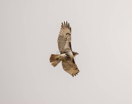Photo for A low angle shot of a red-tailed hawk flying on a gloomy cloudy day - Royalty Free Image