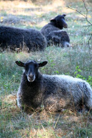 Photo for A vertical closeup shot of a beautiful fluffy black sheep of the Romanov breed in the field - Royalty Free Image