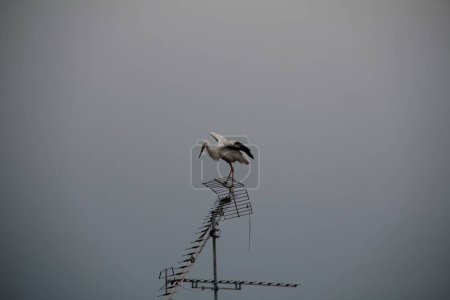 Téléchargez les photos : Une cigogne perchée sur une antenne contre un ciel nuageux - en image libre de droit