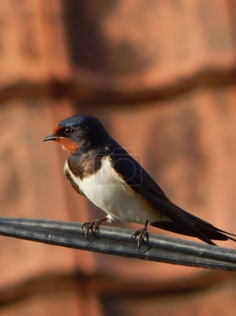 Photo for A vertical shot of a barn swallow perched on wires - Royalty Free Image