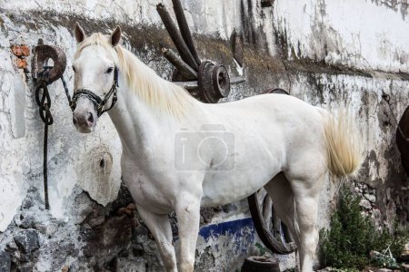 Téléchargez les photos : Un étalon blanc (Equus caballus) avec un licol, attaché à un anneau métallique rouillé sur un vieux mur - en image libre de droit