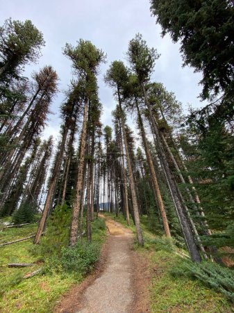 Téléchargez les photos : Un sentier dans une forêt avec de grands arbres - en image libre de droit