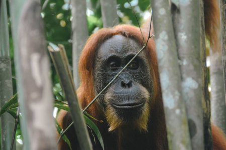 Foto de Cerca de una hembra adulta sumatran orangután o Pongo abelii escondido entre los árboles de bambú en el desierto del Parque Nacional Monte Leuser Bukit Lawang, - Imagen libre de derechos