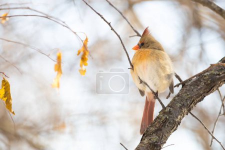 Téléchargez les photos : Plan rapproché d'une Cardinal du Nord femelle perchée sur une branche dans le jardin d'hiver - en image libre de droit