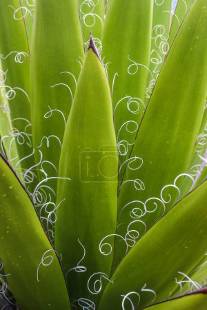 Téléchargez les photos : Un plan vertical d'une plante Agave longue et fraîche - en image libre de droit