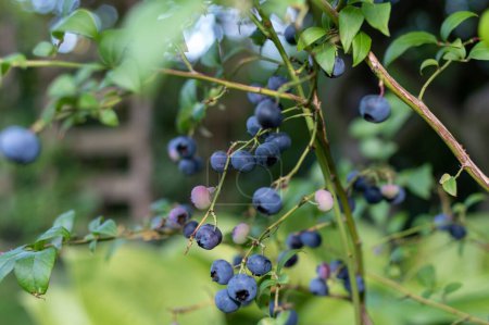 Photo for A selective focus shot of blueberries on a vine - Royalty Free Image