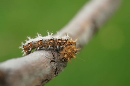 Foto de Natural closeup on the spiky caterpillar of the Comma butterfly, Polygonia c- album sitting on a twig - Imagen libre de derechos