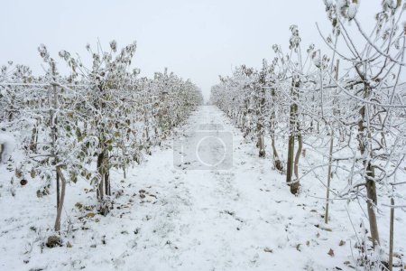 Téléchargez les photos : Une belle scène de nature de la route enneigée entourée d'arbres pendant la journée - en image libre de droit