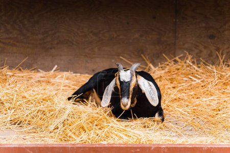 Photo for A closeup shot of an Anglo-Nubian goat sitting in the golden hay in the daylight - Royalty Free Image