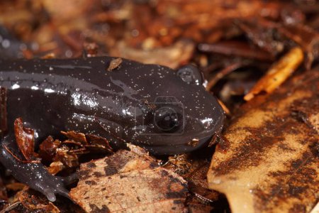 Photo for Detailed closeup on a dark and rare Japanese Ishizuchi endemic streamside salamander , Hynobius hirosei sitting on leaflitter - Royalty Free Image