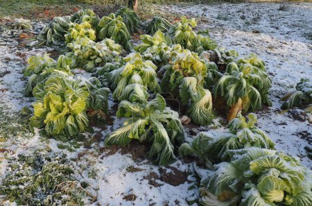 Téléchargez les photos : Un gros plan de choux verts poussant dans le jardin sous la neige le jour d'hiver - en image libre de droit