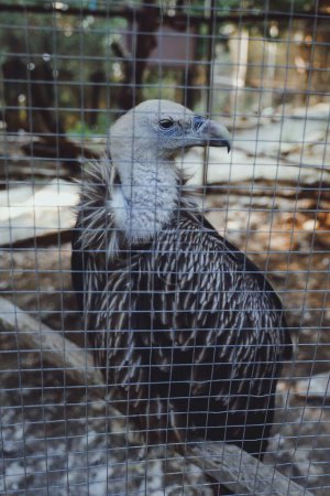 Téléchargez les photos : Un gros plan de Vulture derrière une clôture métallique - en image libre de droit