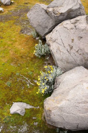 Foto de Una selección de flores entre rocas y suelo musgoso - Imagen libre de derechos