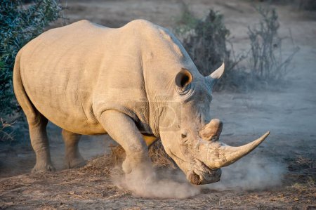 Foto de Un gran rinoceronte blanco en el campo al atardecer - Imagen libre de derechos