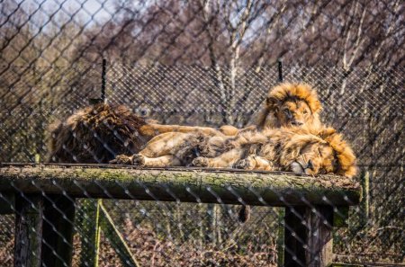 Foto de Un primer plano de leones dormidos y despiertos (Panthera leo) detrás de una valla de malla metálica - Imagen libre de derechos