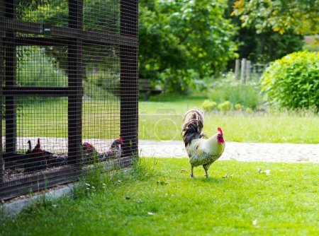 Foto de Un gallo de pie junto al gallinero con gallinas, en una granja rural, con árboles verdes al fondo, en un día soleado - Imagen libre de derechos