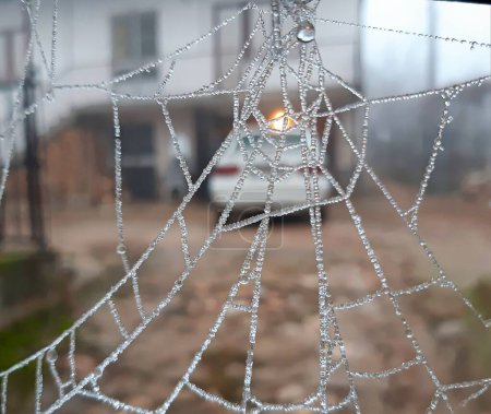 Foto de Una tela de araña cubierta de gotas de agua y heladas - Imagen libre de derechos