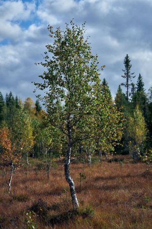 Téléchargez les photos : Un plan vertical d'arbres verts dans une forêt contre un ciel nuageux dans le comté d'Innlandet, Norvège - en image libre de droit