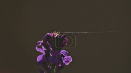 Téléchargez les photos : Gros plan d'une araignée sur une fleur violette. - en image libre de droit