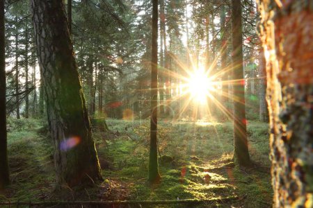 Foto de Un denso bosque verde con el sol brillando en el fondo detrás de los árboles - Imagen libre de derechos