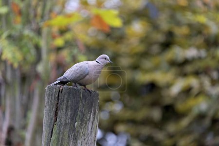 Téléchargez les photos : Un pigeon de bois perché sur du bois - en image libre de droit