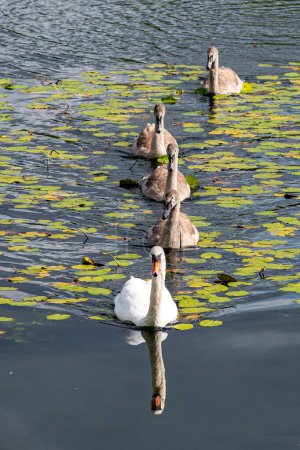 Foto de Un disparo vertical de un grupo de cisnes nadando en un estanque - Imagen libre de derechos
