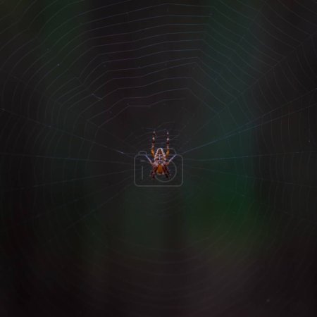 Photo for A closeup shot of a European garden spider found hanging on its cobweb - Royalty Free Image