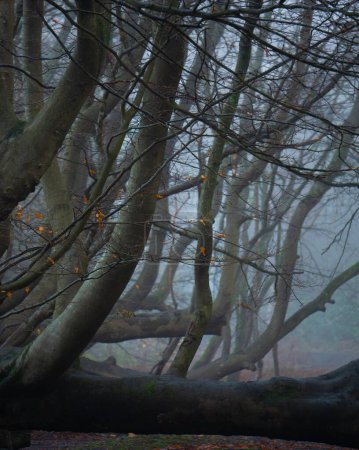 Téléchargez les photos : Une vue rapprochée d'arbres sans feuilles recouverts de brouillard matinal - en image libre de droit