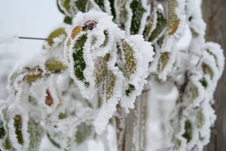 Foto de Un primer plano de las hojas y ramas verdes y marrones cubiertas de nieve sobre un fondo borroso - Imagen libre de derechos