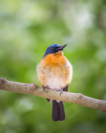 A vertical shot of a Tickell's blue flycatcher perched on a wooden branch in daylight