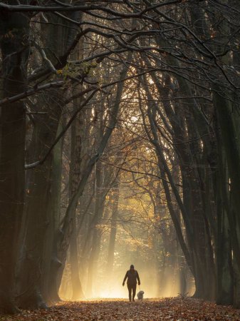 Téléchargez les photos : Une silhouette de femme promenant son chien dans une forêt par une journée ensoleillée - en image libre de droit
