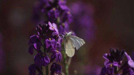 Téléchargez les photos : Gros plan d'un papillon sur une fleur violette. - en image libre de droit
