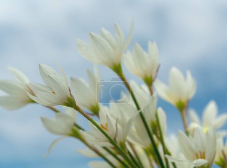 Foto de Un primer plano de flores Zephyranthes blancas florecientes - Imagen libre de derechos