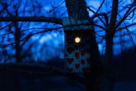 Foto de Un primer plano de un pajarito en un árbol por la noche - Imagen libre de derechos