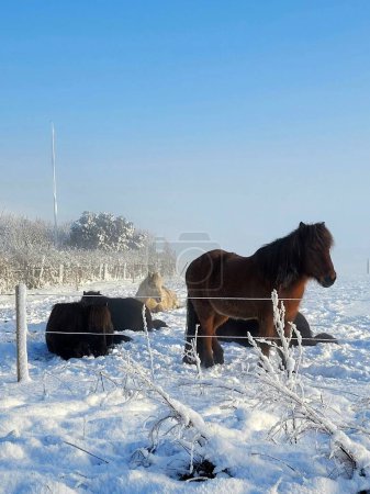 Photo for A vertical shot of horses lying on a snow-covered field, protected with fences on a winter day - Royalty Free Image