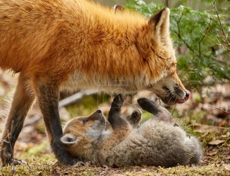 Téléchargez les photos : Gros plan d'un renard roux (Vulpes vulpes) dans une forêt avec son petit - en image libre de droit