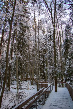 Photo for A winter landscape in a magical Swedish forest with white trees and wooden footbridge - Royalty Free Image