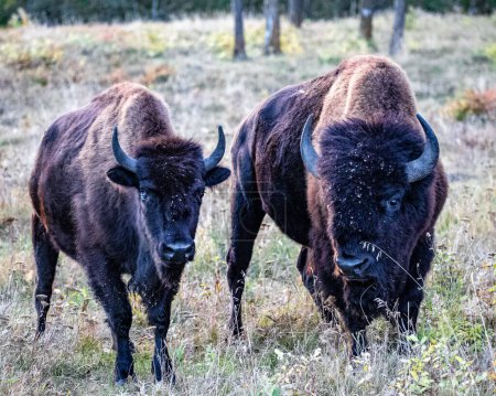 Téléchargez les photos : Une vue de deux bisons marchant dans le champ - en image libre de droit