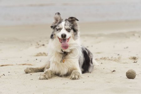 Photo for A closeup view of a happy Australian Shepherd sitting on the sand at the coast - Royalty Free Image