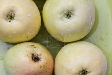 Téléchargez les photos : Une vue de dessus des pommes vertes des espèces pero bravo esmolfe lavées à l'eau douce sur une assiette verte - en image libre de droit