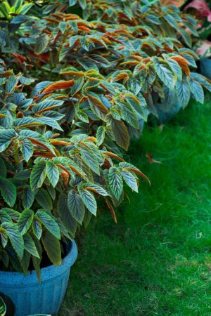 Téléchargez les photos : Un plan vertical de plants de bégonia aconitifolia en pots - en image libre de droit