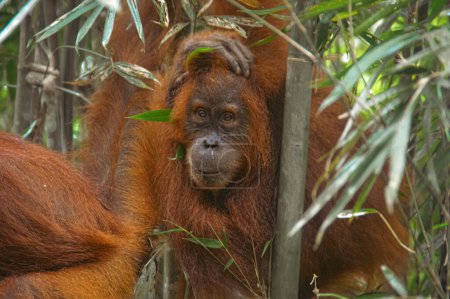Foto de Un orangután sumatrano juvenil o Pongo abelii visto en la selva tropical en el Parque Nacional Monte Leuser Bukit Lawang, Indonesia - Imagen libre de derechos