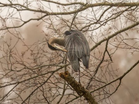 Photo for A closeup of a great blue heron perched on a tree branch in a forest with a blurry background - Royalty Free Image
