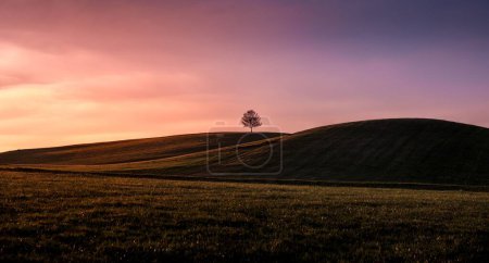 Téléchargez les photos : Plan panoramique d'un arbre au sommet de collines dans un champ au crépuscule - en image libre de droit