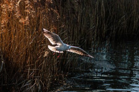 Téléchargez les photos : Mouette commune (Larus canus) survolant le lac Radipole, Royaume-Uni - en image libre de droit
