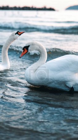 Photo for A vertical shot of white swans on  Black sea waves Bulgaria at sunset - Royalty Free Image